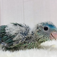 ちょっぴり控えめﾋﾟｰﾎﾟﾎﾟ💙キュルキュルおめめのサザナミインコ😊