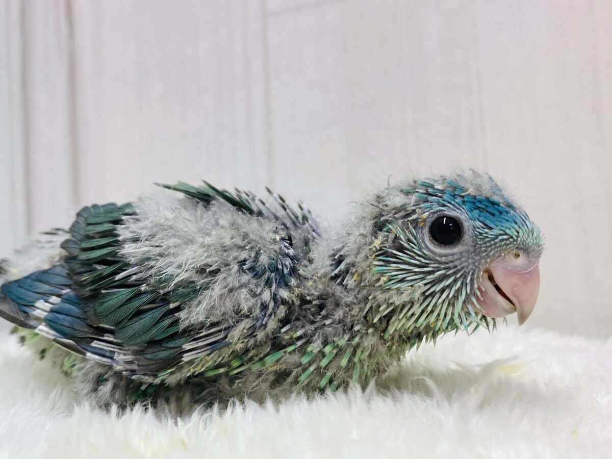 ちょっぴり控えめﾋﾟｰﾎﾟﾎﾟ💙キュルキュルおめめのサザナミインコ😊