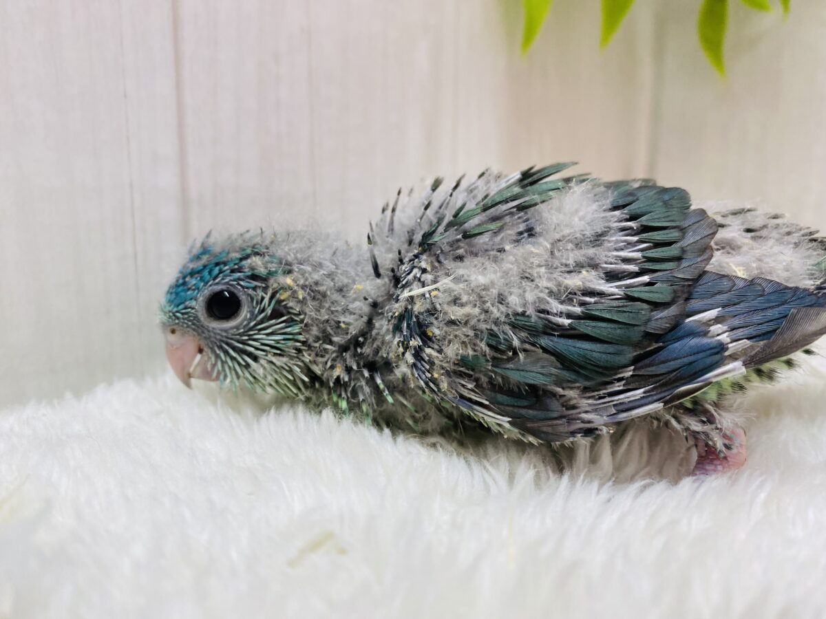 サザナミインコ