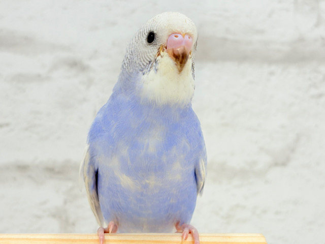 【動画更新🪄ひとり餌になりました‪☆】”愛嬌”って言葉がピッタリかも🐣💖セキセイインコ(スパングル) ヒナ