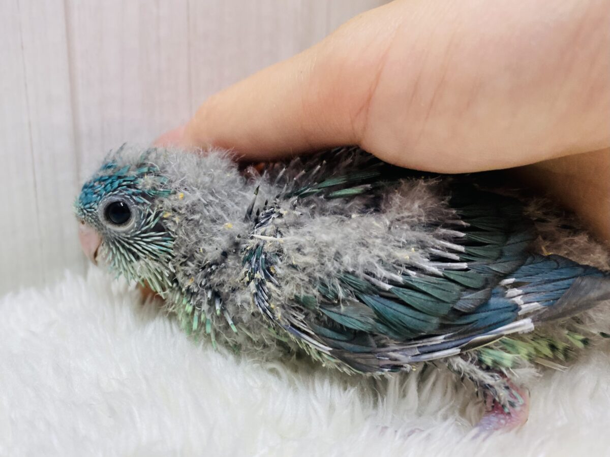 サザナミインコ