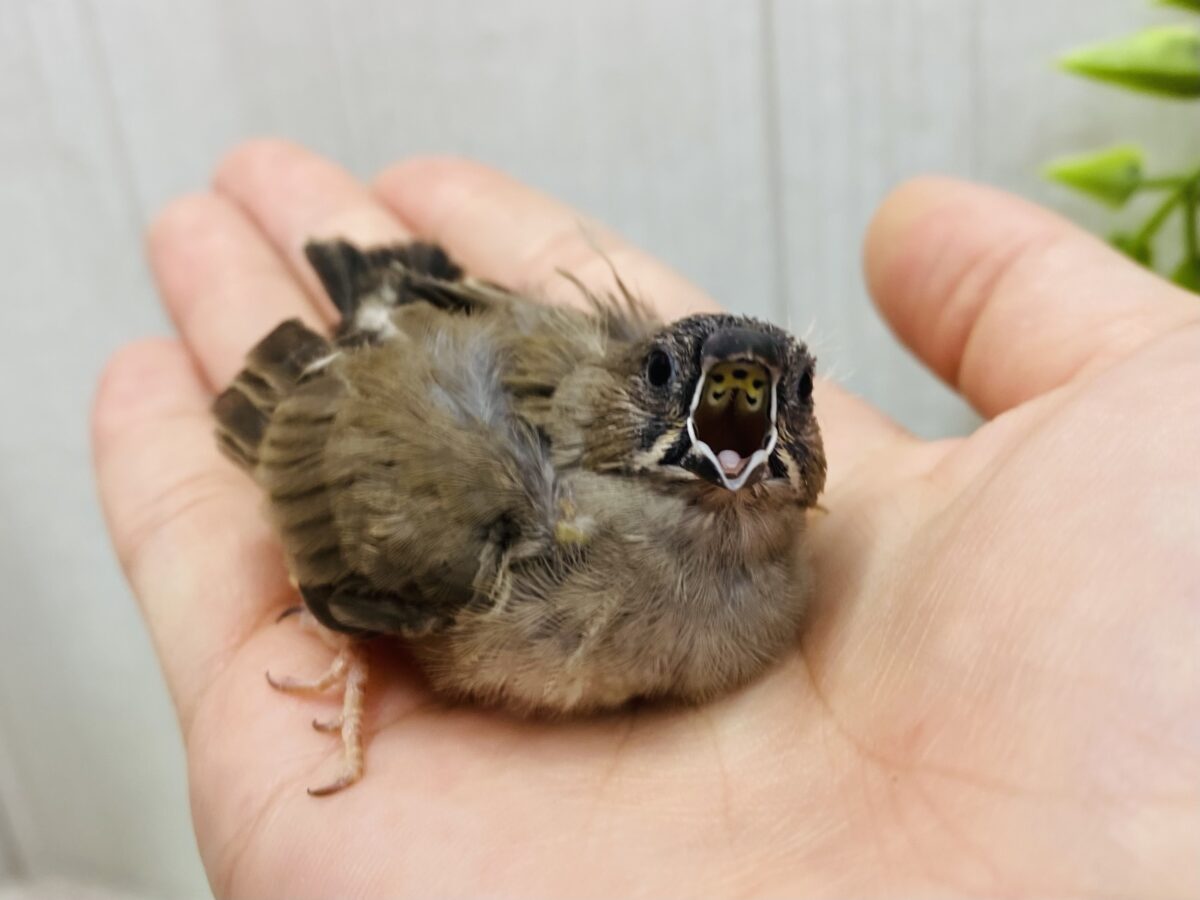錦花鳥（キンカチョウ）