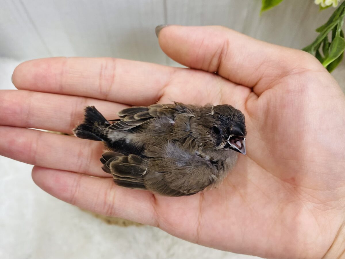 錦花鳥（キンカチョウ）