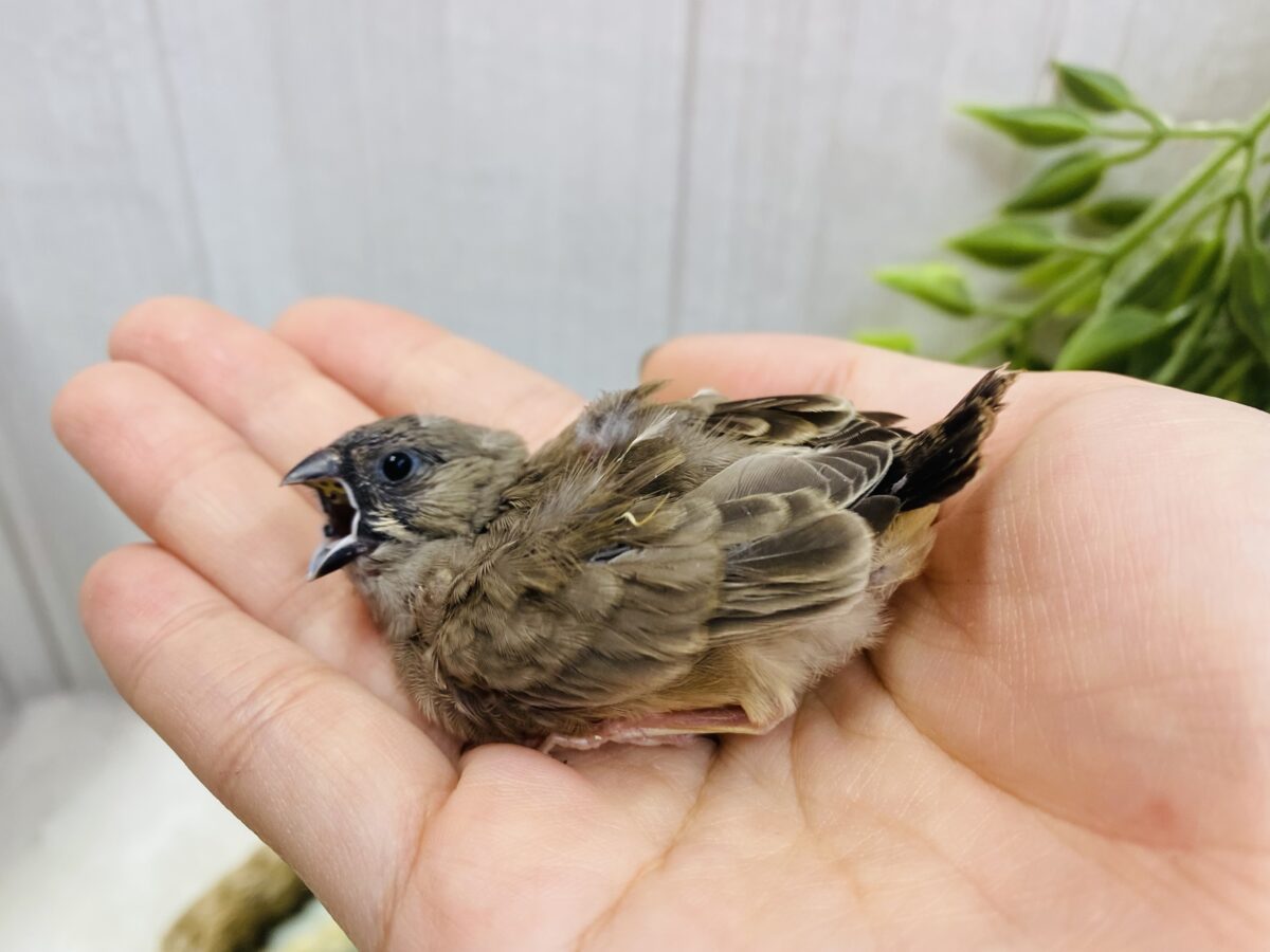 錦花鳥（キンカチョウ）