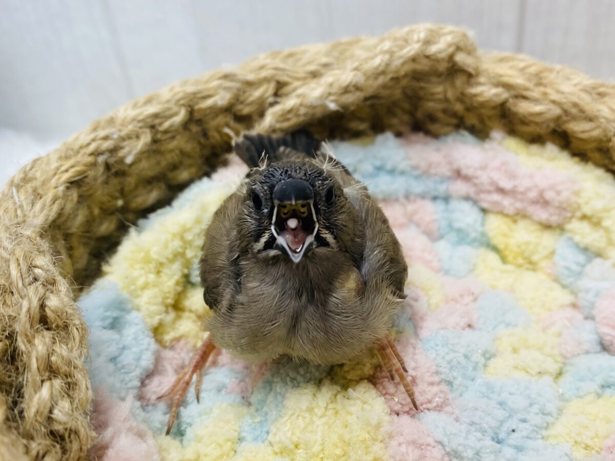 錦花鳥（キンカチョウ）