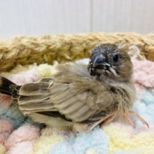 小さな体に可愛さギュッと詰め込みました〜💕キンカ鳥さん😊