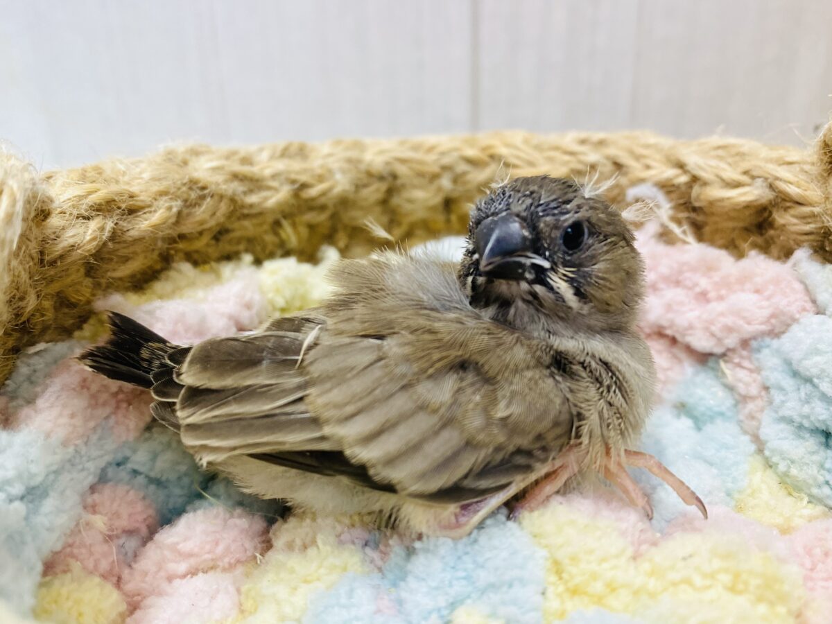 小さな体に可愛さギュッと詰め込みました〜💕キンカ鳥さん😊