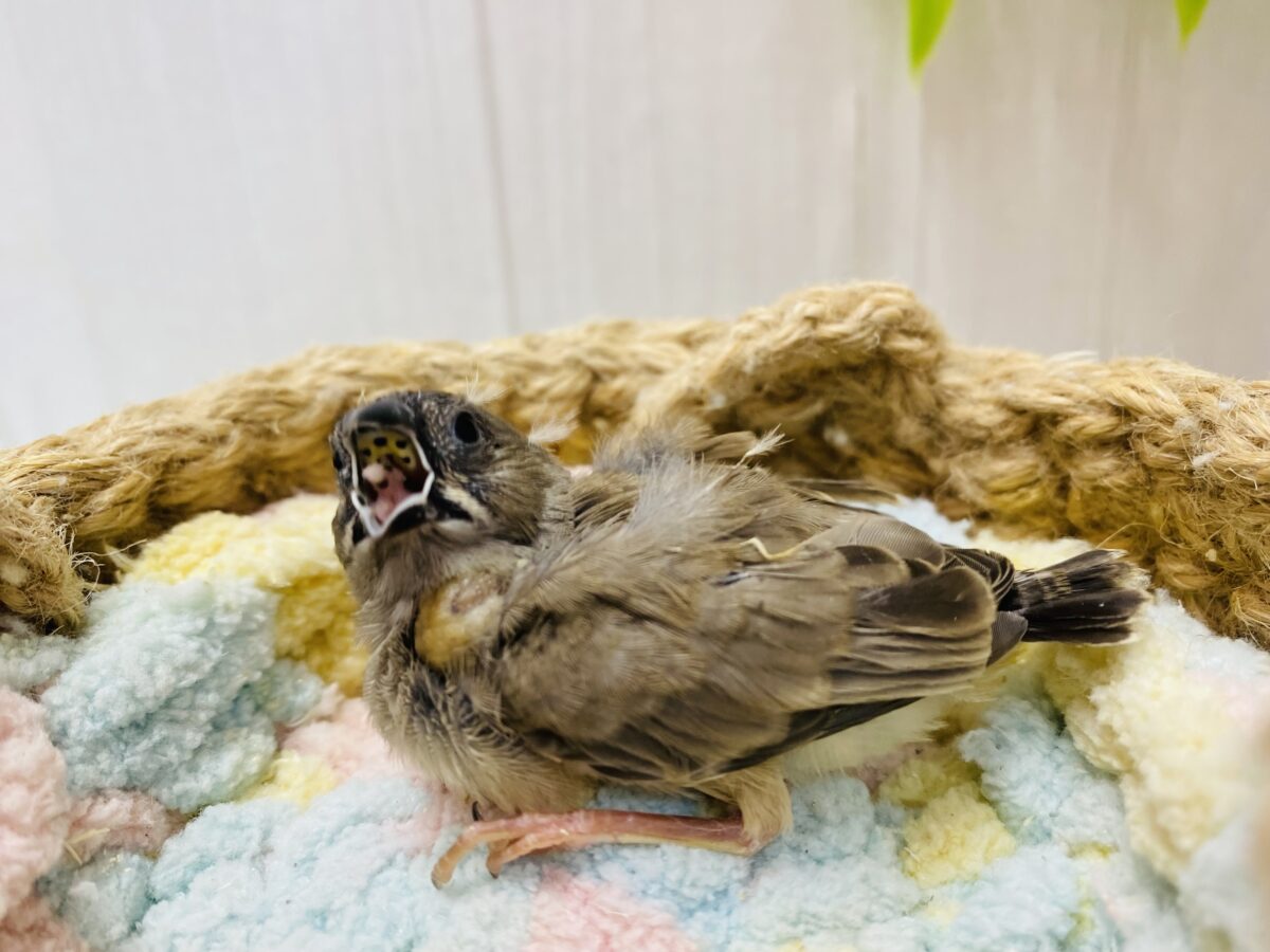 錦花鳥（キンカチョウ）