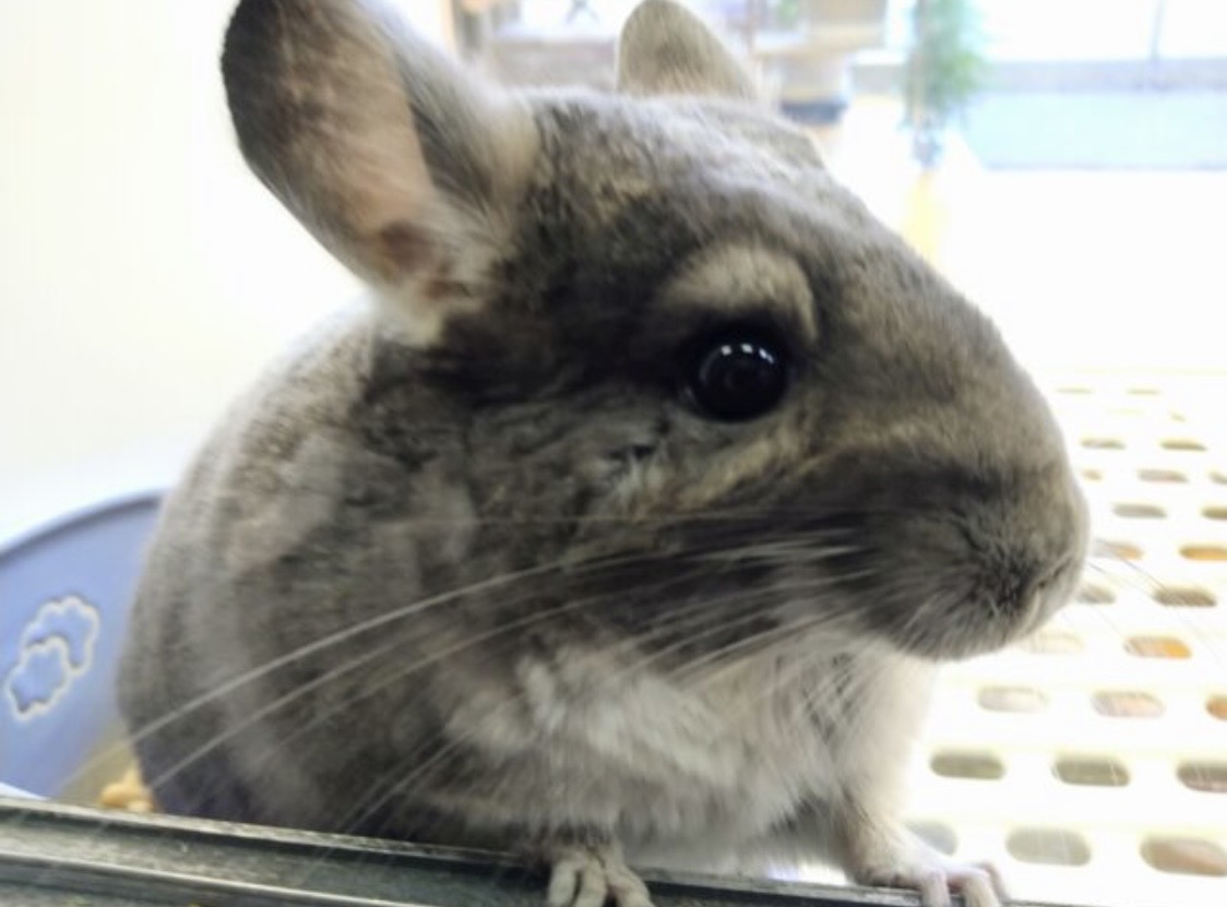 説明画像です