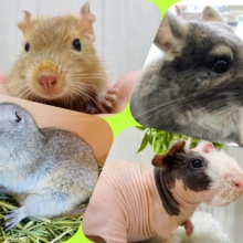 癒し💗草食動物フェア開催中🍀