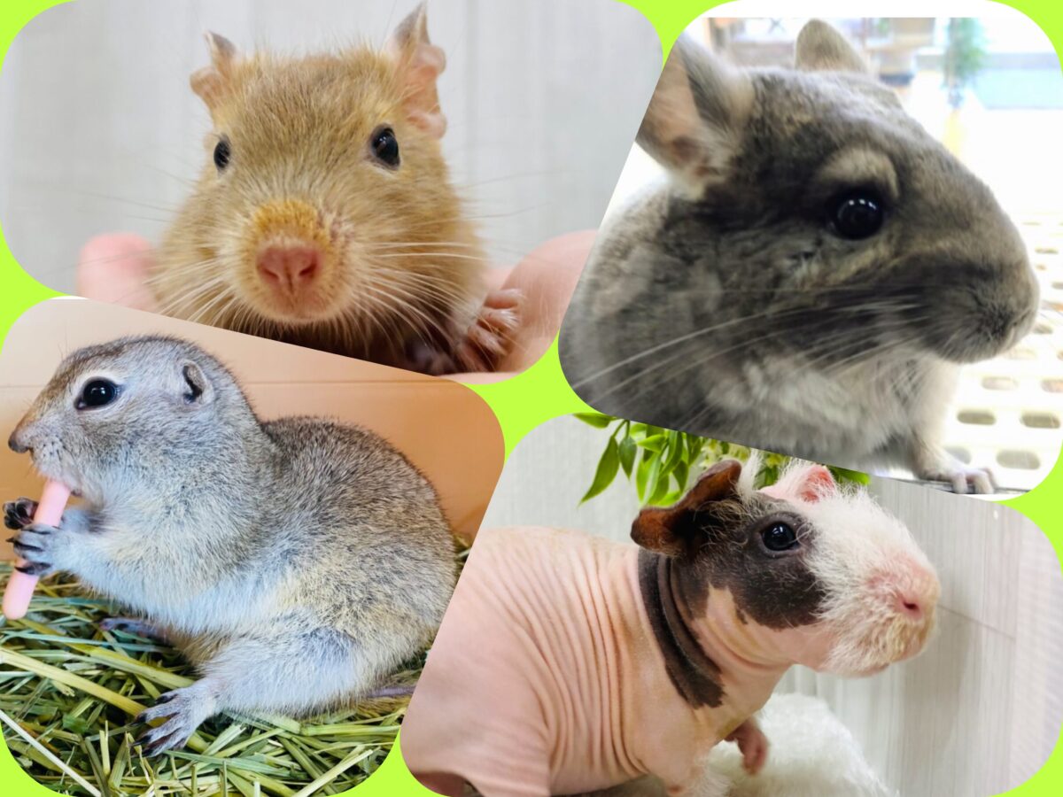 癒し💗草食動物フェア開催中🍀