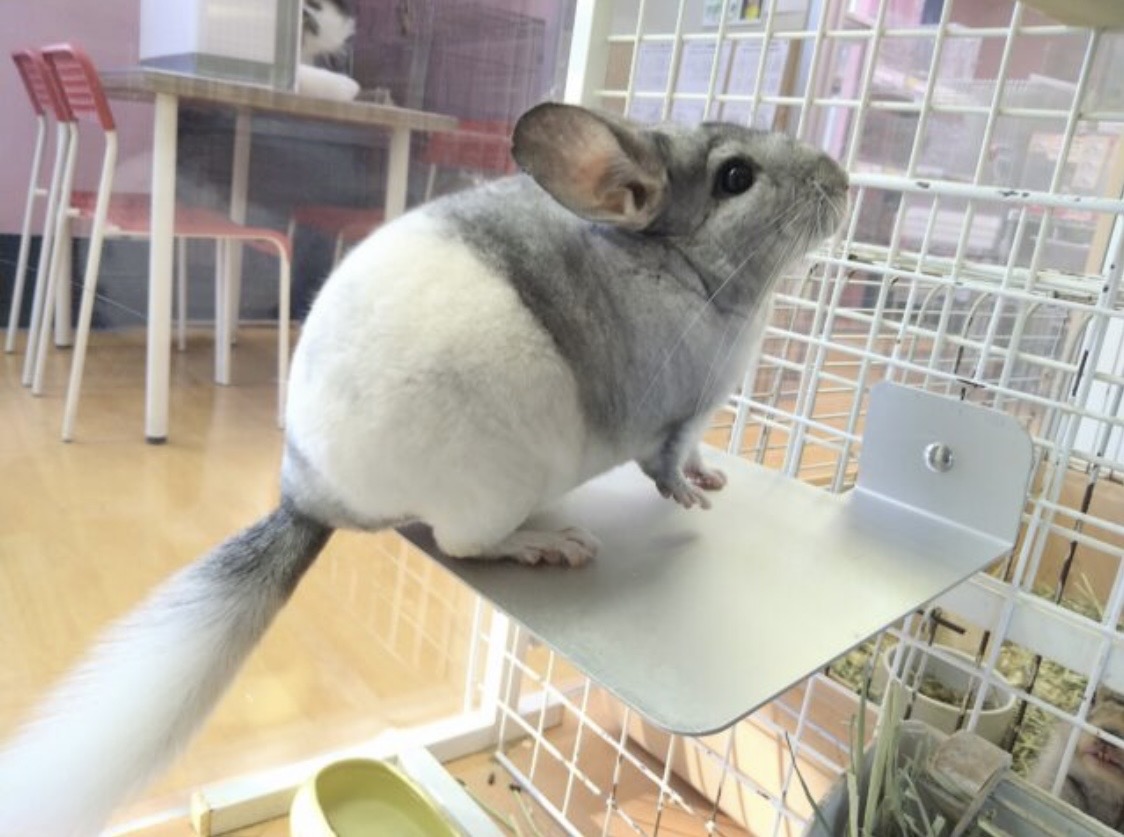 説明画像です