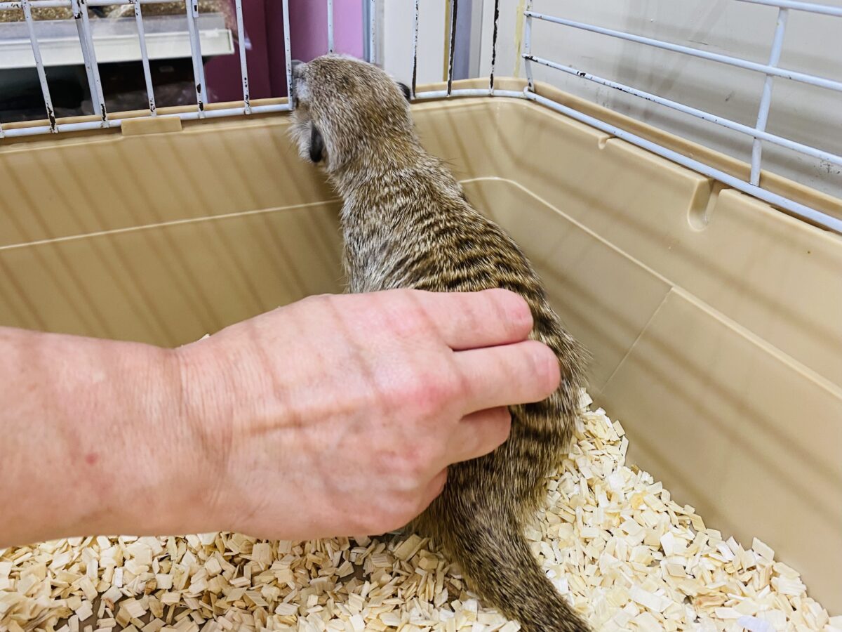 ミーアキャット