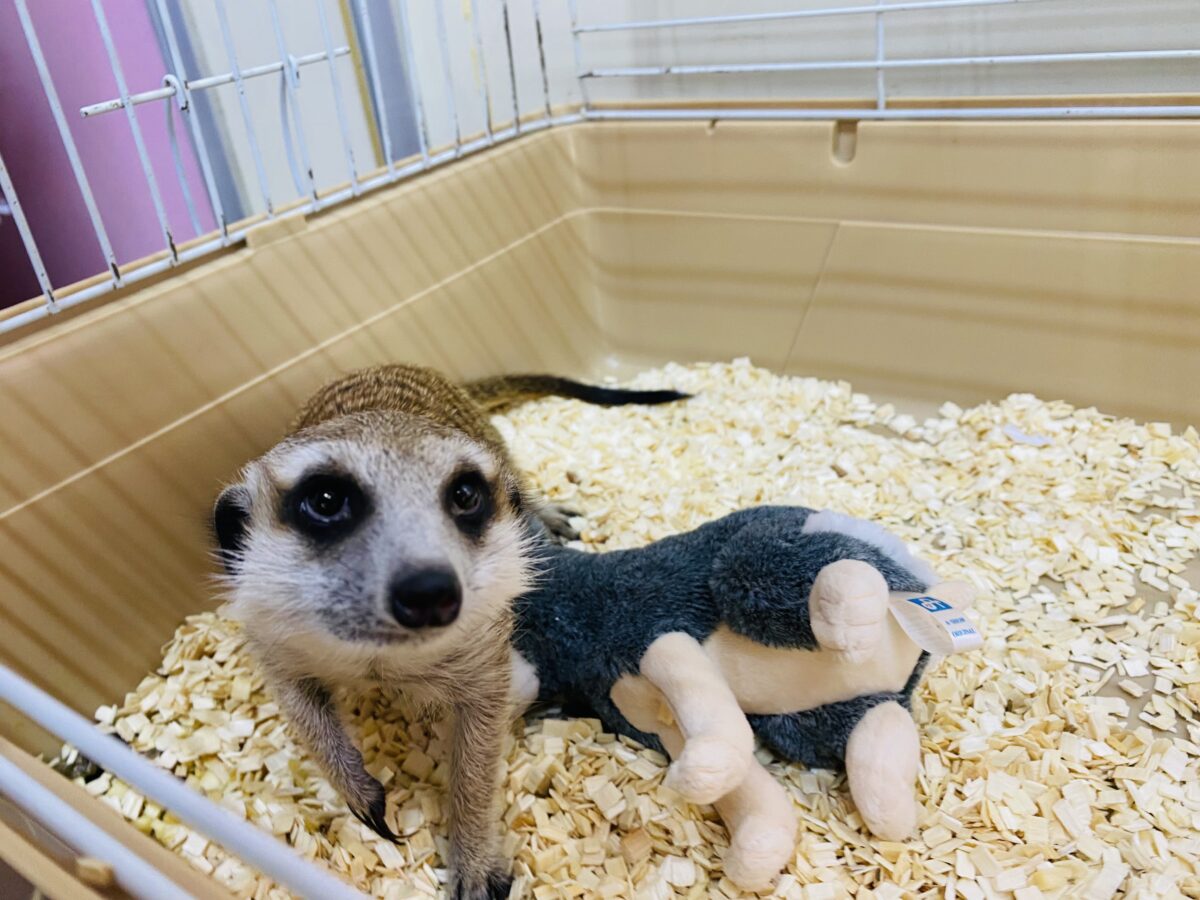ミーアキャット