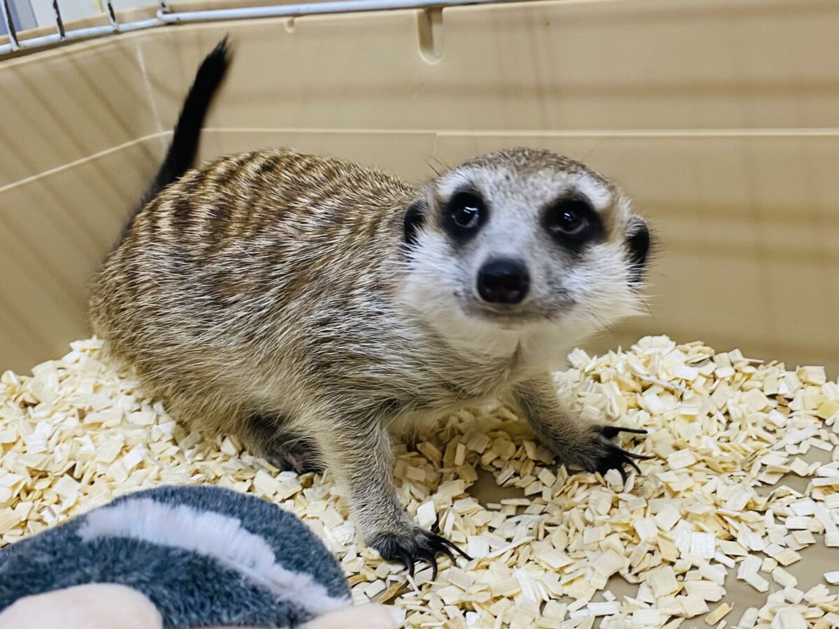 ミーアキャット