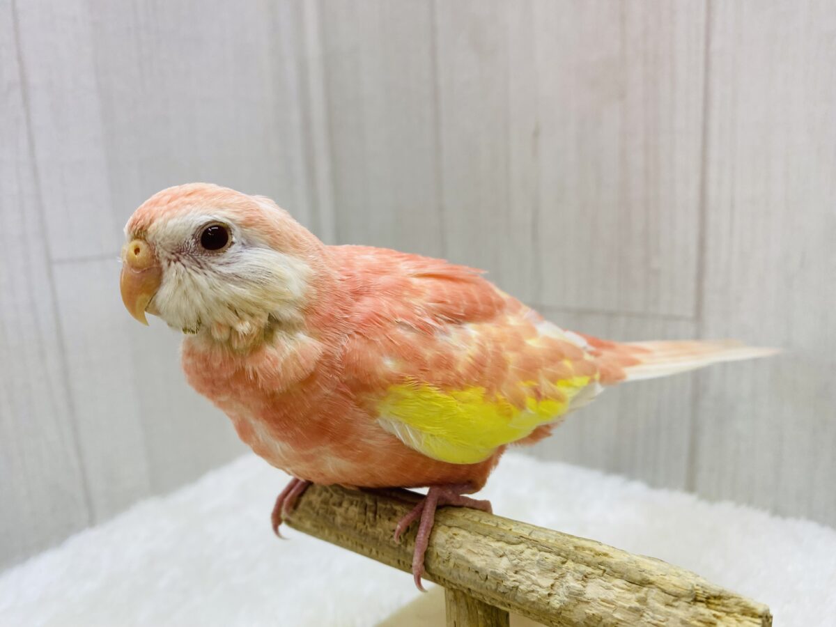 アキクサインコ（秋草インコ）