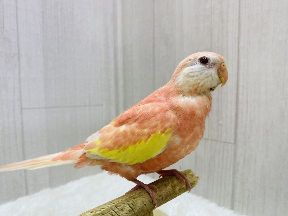 アキクサインコ（秋草インコ）