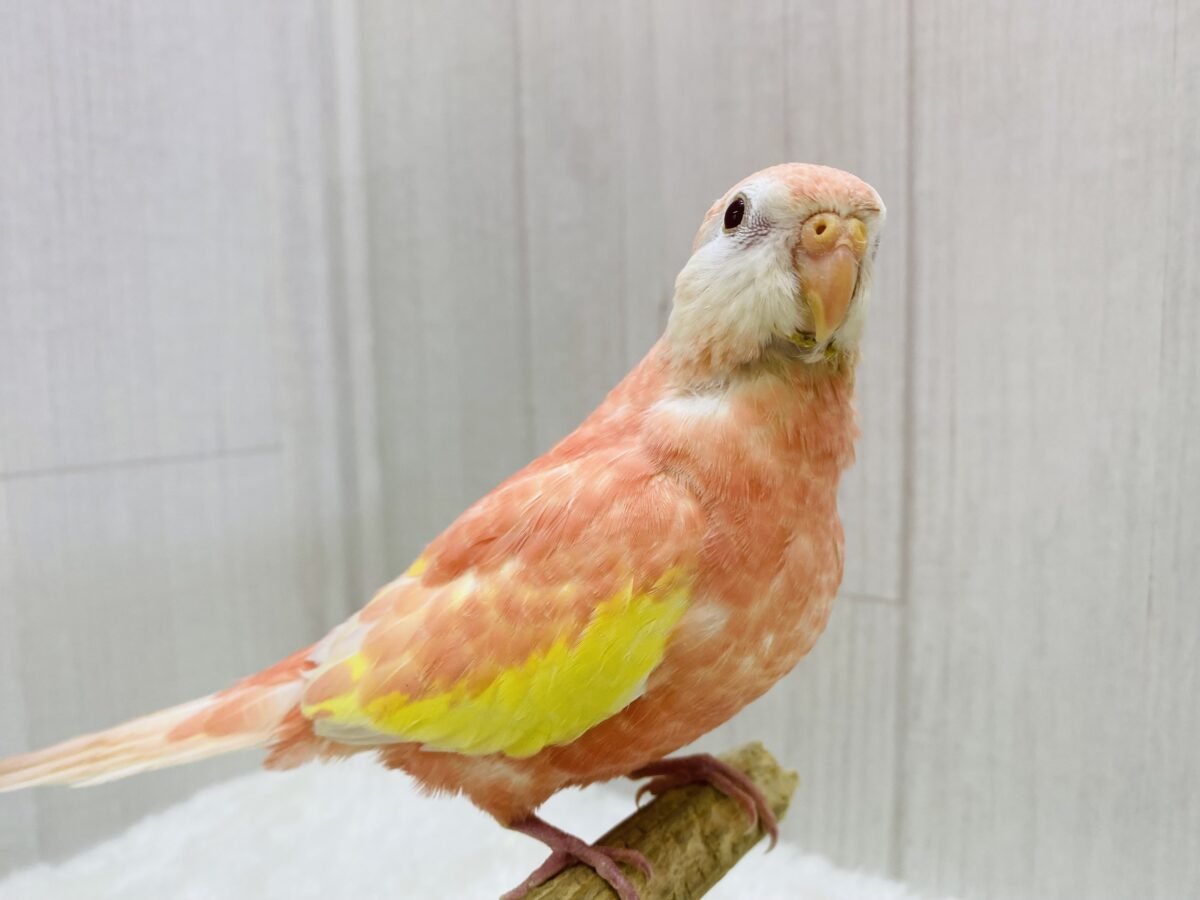 アキクサインコ（秋草インコ）