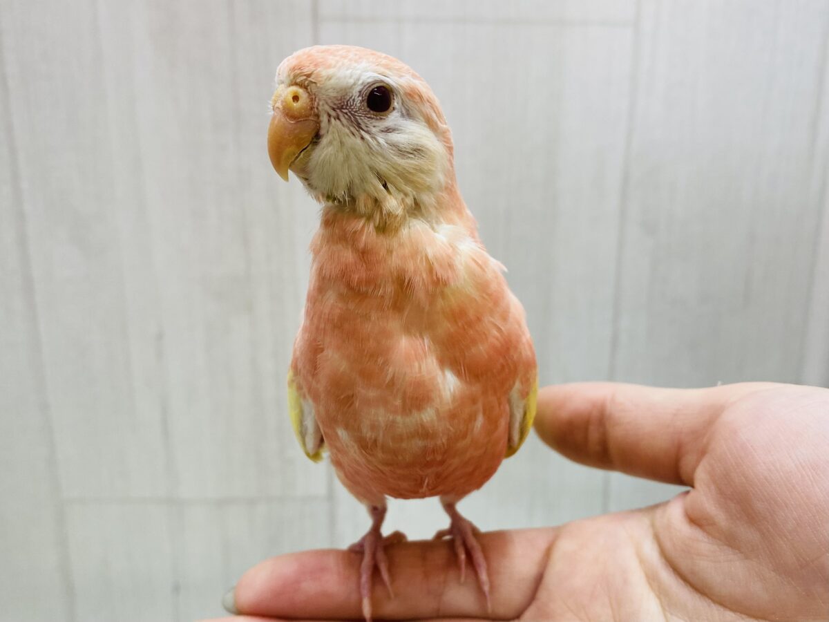 アキクサインコ（秋草インコ）
