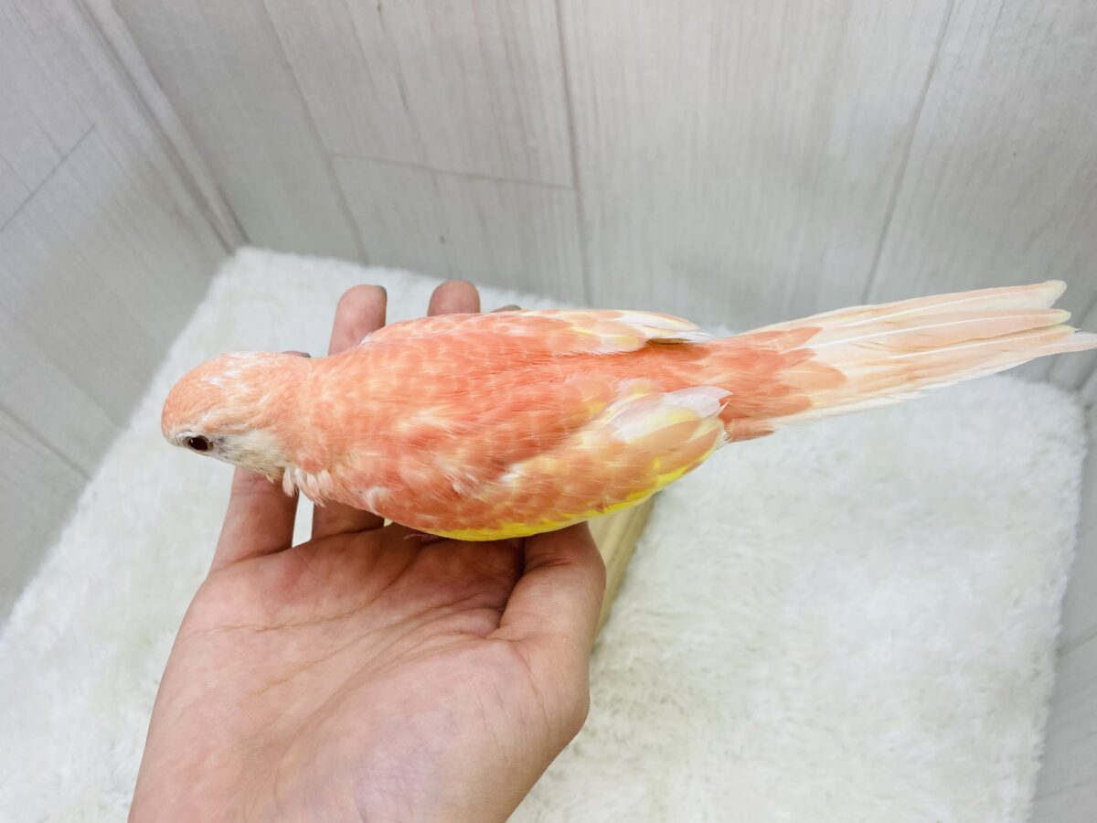 アキクサインコ（秋草インコ）