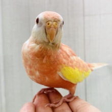 🌱甘々ピーチカラー🍑手乗りもできちゃう！！アキクサインコ✨✨