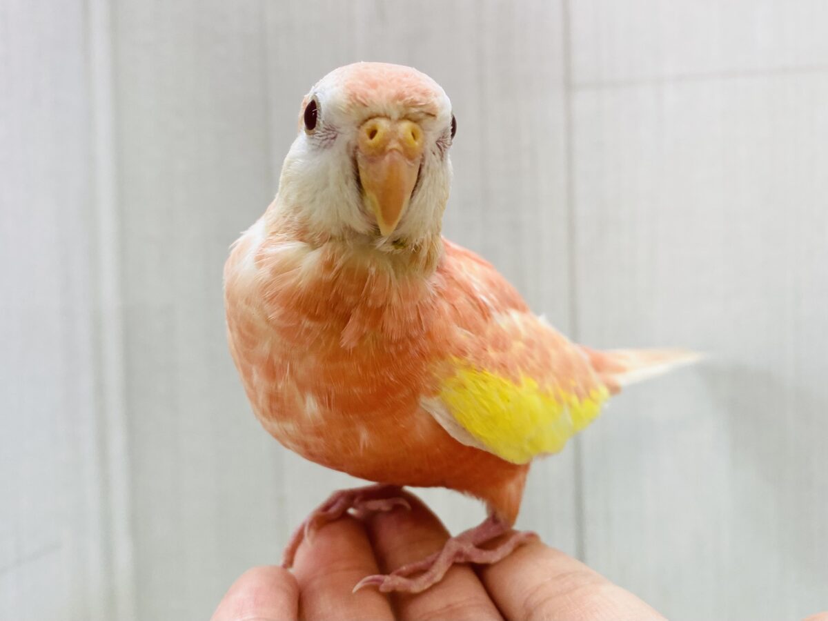アキクサインコ（秋草インコ）