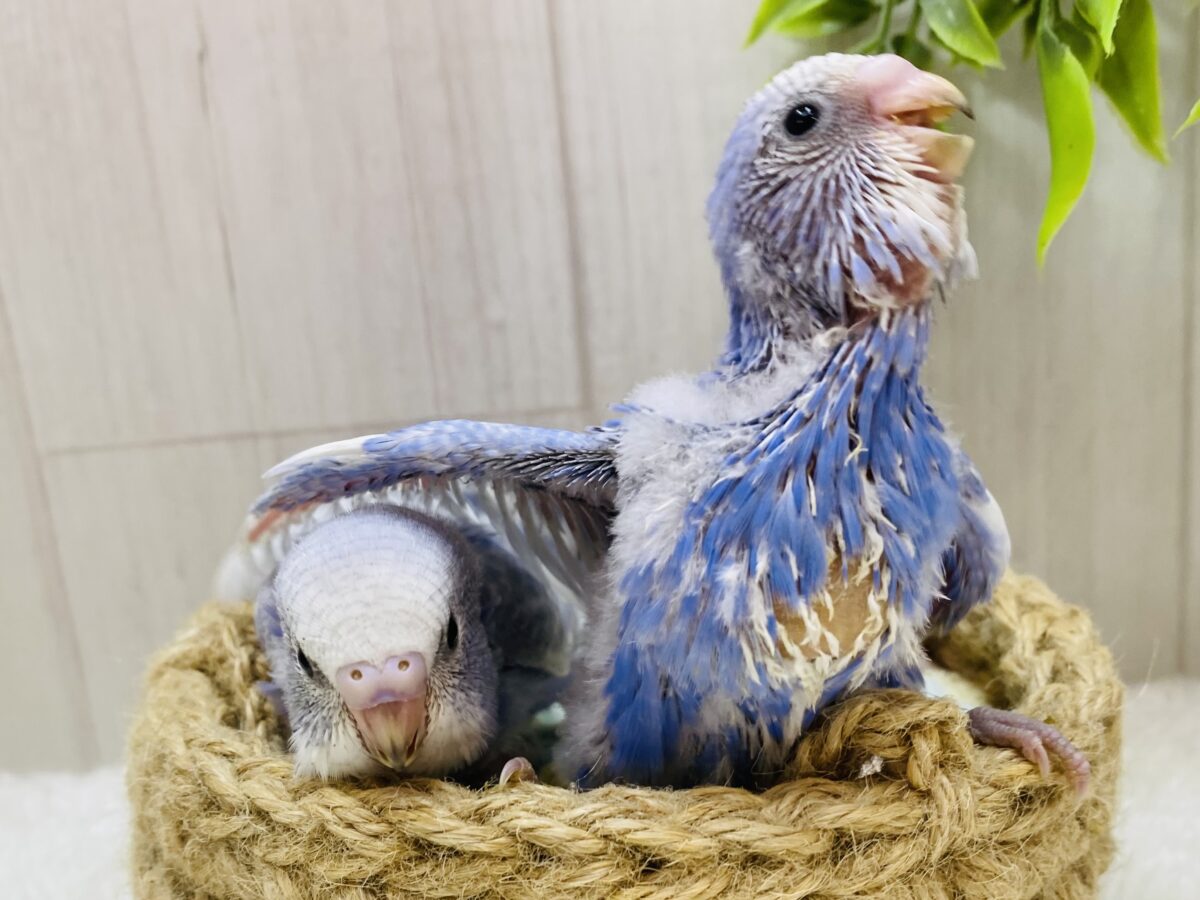 セキセイインコ