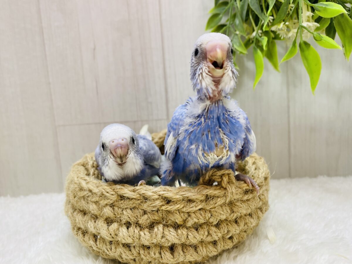 セキセイインコ