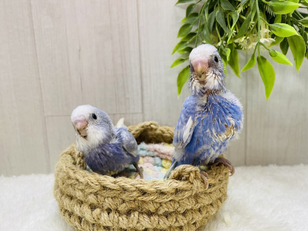 セキセイインコ