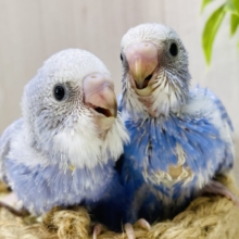 爽やかブルーで暑さも吹っ飛ぶ‼️セキセイインコのスパングル💙