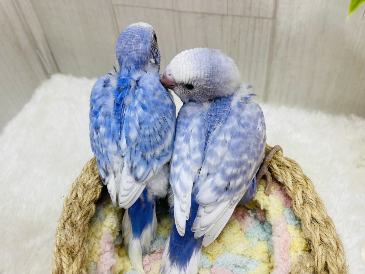 セキセイインコ