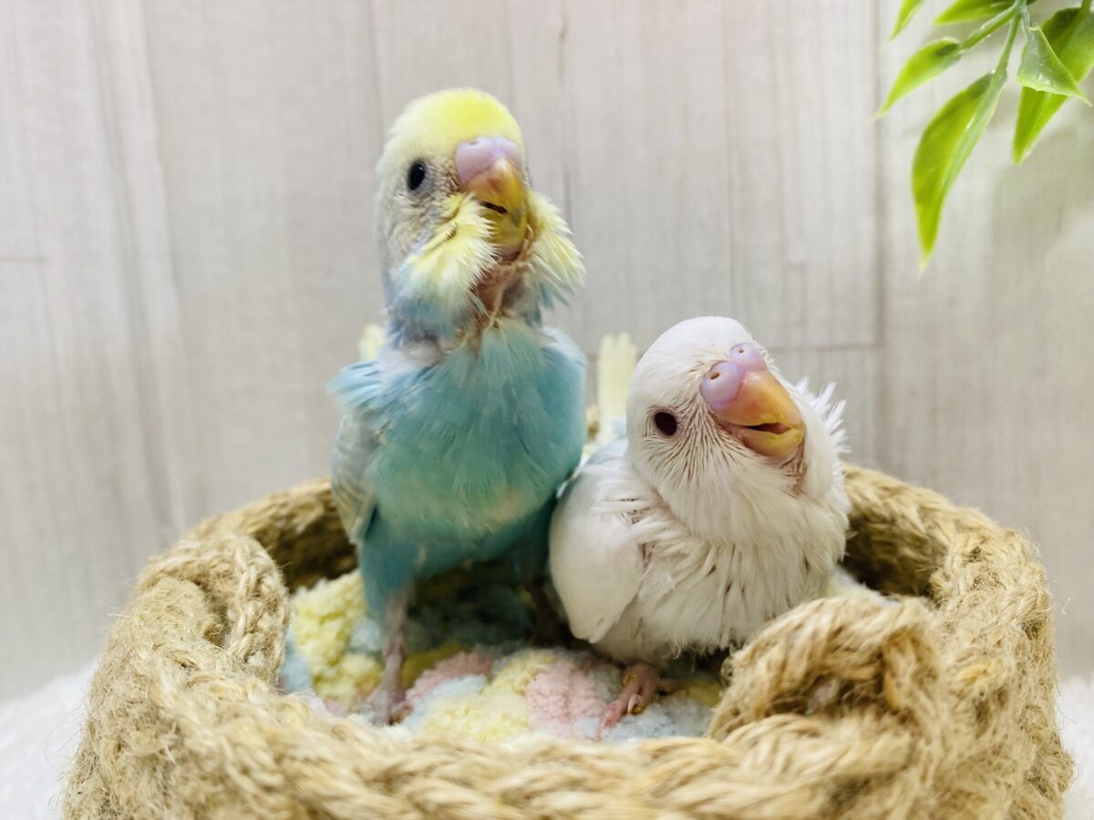 セキセイインコ
