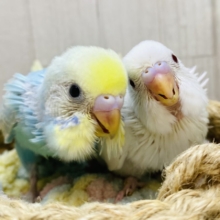 癒しをお届け🤍🩵セキセイインコ・アルビノ・パステルレインボー🌈