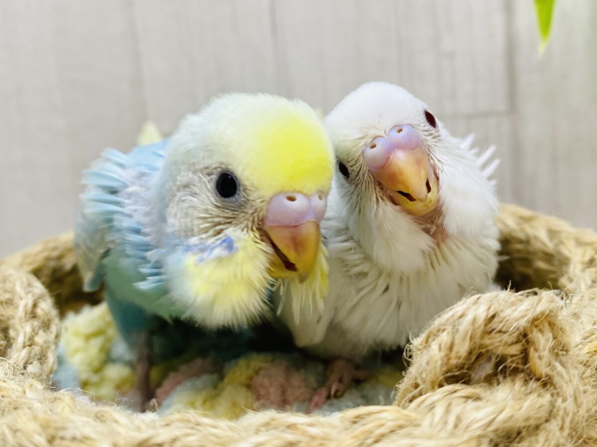 癒しをお届け🤍🩵セキセイインコ・アルビノ・パステルレインボー🌈