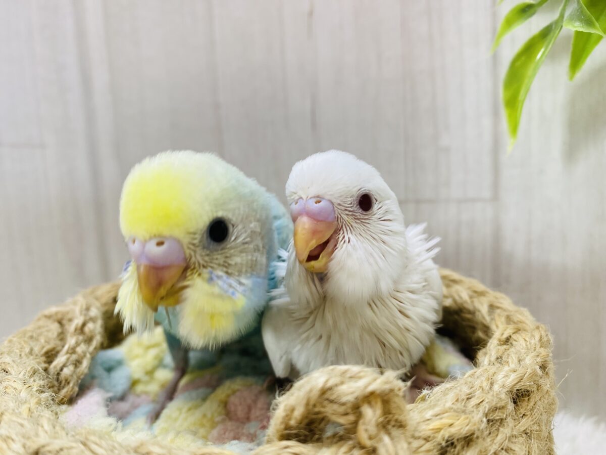 セキセイインコ