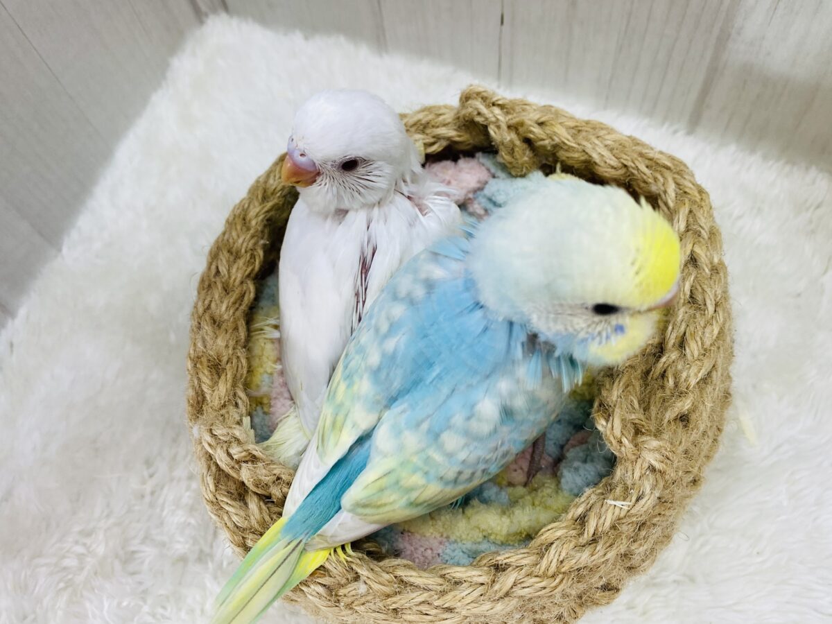 セキセイインコ