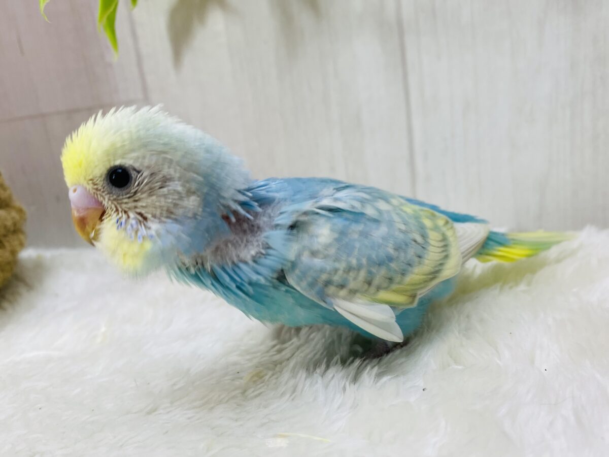 セキセイインコ