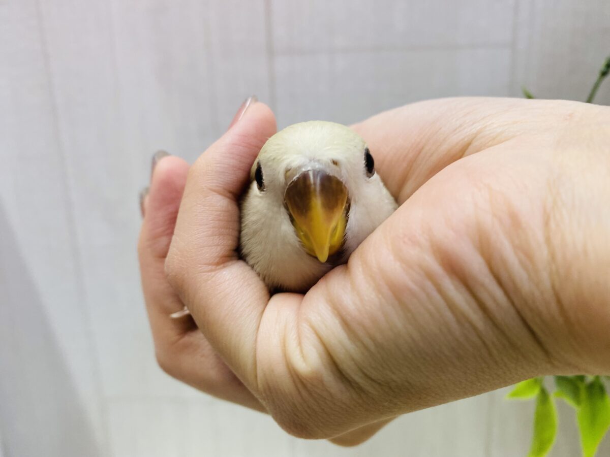 コザクラインコ（小桜インコ）