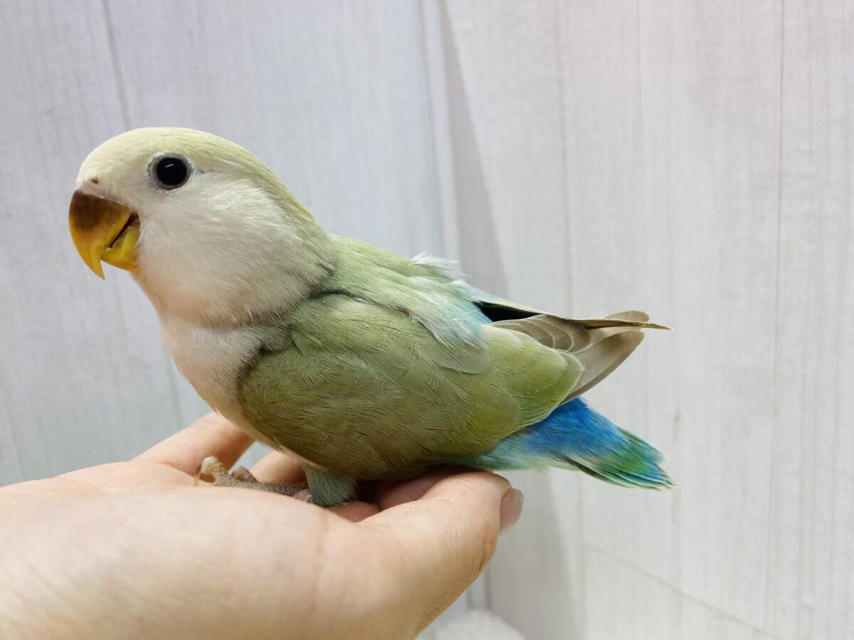 コザクラインコ（小桜インコ）