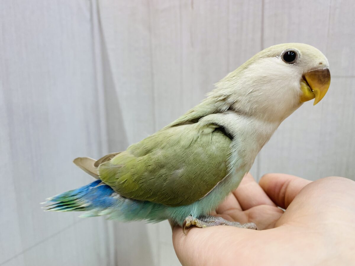 コザクラインコ（小桜インコ）