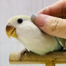 最新画像有ります⭐️🫧柔らかい雰囲気🌷癒しをくれちゃう💛コザクラインコのシナモン！！