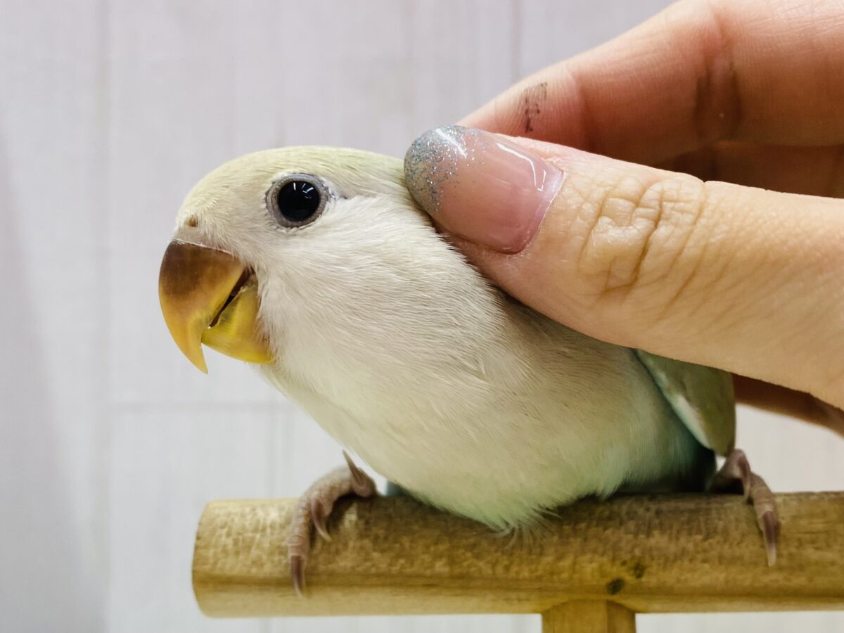 最新画像有ります⭐️🫧柔らかい雰囲気🌷癒しをくれちゃう💛コザクラインコのシナモン！！