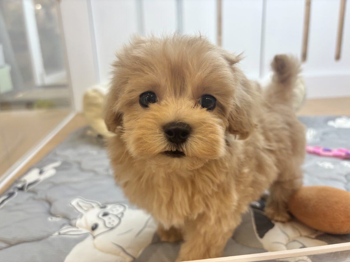 マルプー