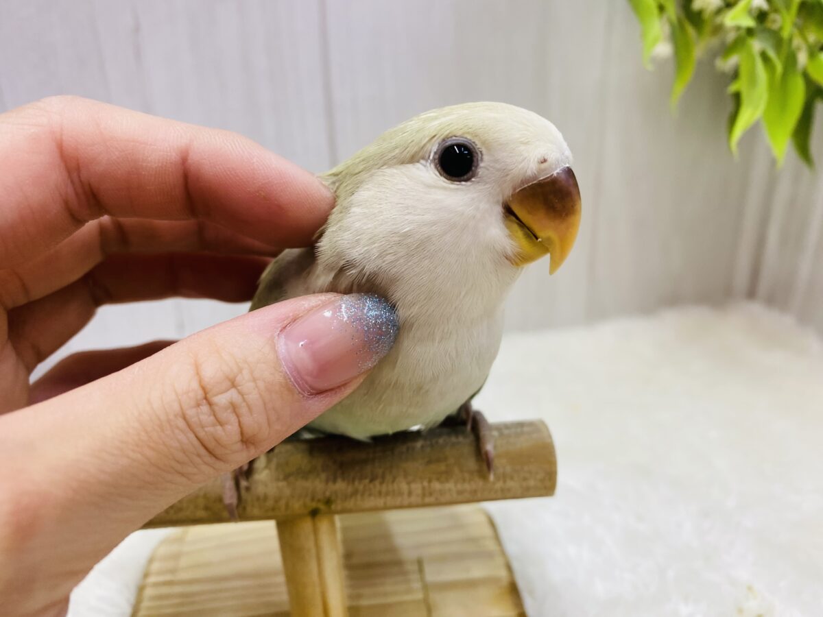 コザクラインコ（小桜インコ）