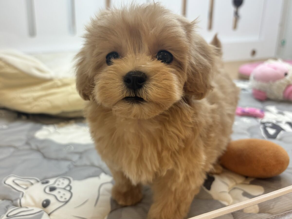 マルプー