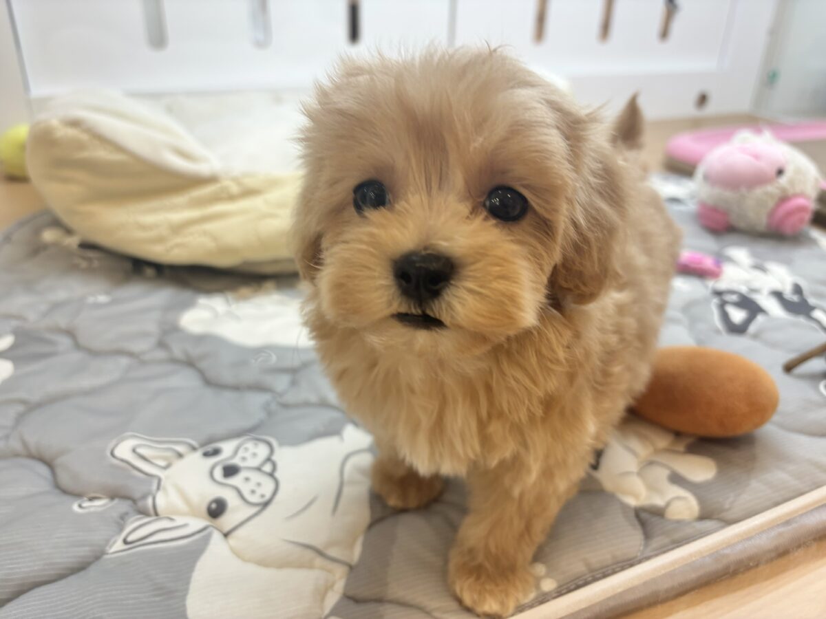 マルプー
