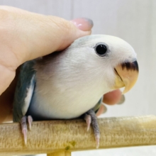 最新画像有ります💙ブルー✖️クリーム💛何でも気になっちゃう‼️コザクラインコ（ブルーチェリーオパーリンパイド）⭐️