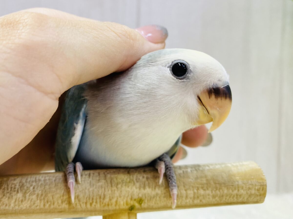 最新画像有ります💙ブルー✖️クリーム💛何でも気になっちゃう‼️コザクラインコ（ブルーチェリーオパーリンパイド）⭐️