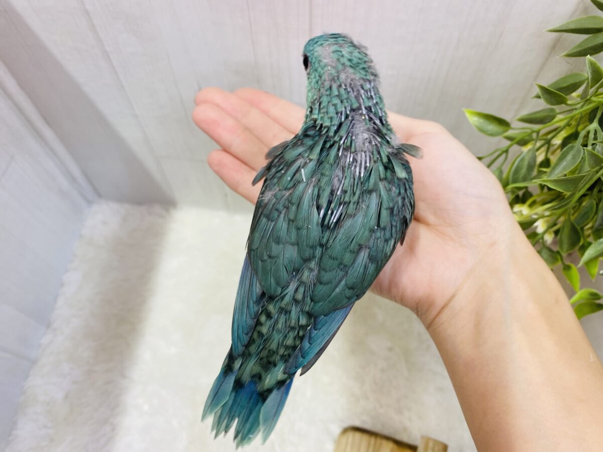 サザナミインコ
