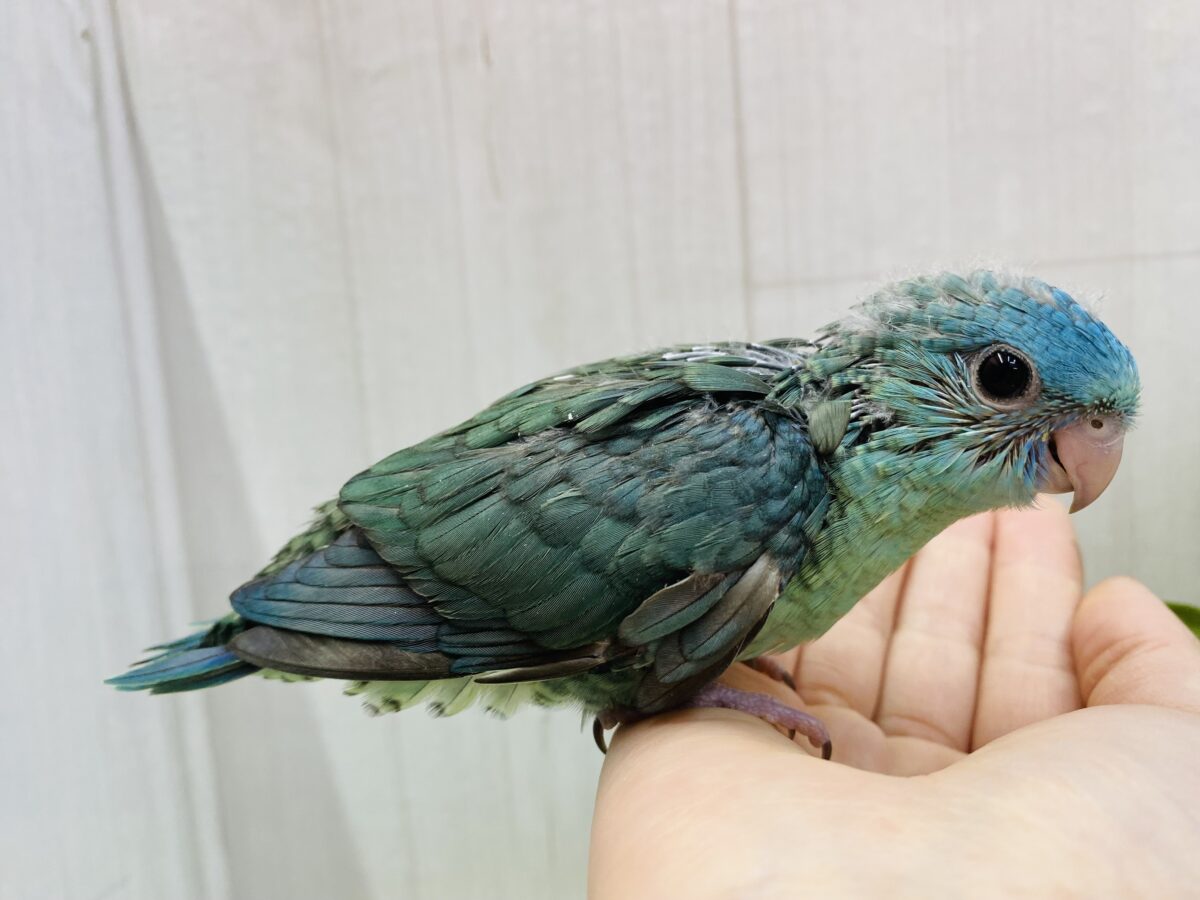 サザナミインコ